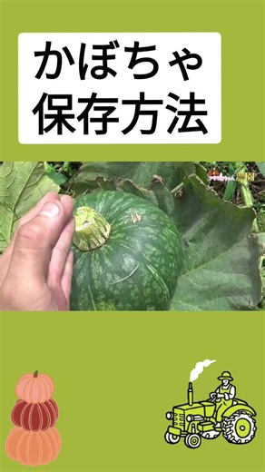 カボチャの保存方法 #農業 #再生栽培 #家庭菜園 #現代農業 #ガーデニング #automobile #造種生基 #capcut #昆虫 #有機模式