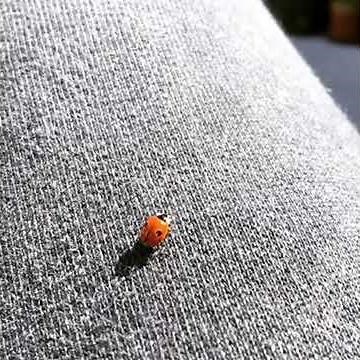 Ladybug taking off in slow motion HD