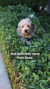 21K views · 82 reactions | Dogs can get bad breath (halitosis) for...