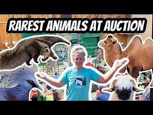 Behind-the-Scenes at the Exotic Animal Auction: Must-See!