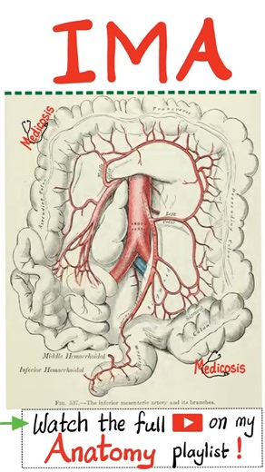 70K views · 896 reactions | Inferior Mesenteric Artery (IMA) - Hindgut - Aorta - Abdominal Aorta - Anatomy of Abdomen and Pelvis..#anatomy #physiology #biology #medschool #medicine #nurse #doctor #physician | Medicosis Perfectionalis | Facebook