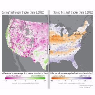 Now that the spring growing season has passed, we invite you to compare this year's leaf-out dates to the first bloom dates for common garden plants—lilacs and honeysuckles. Comparing this year's map of first leaf to first bloom, you see many places where these two indicators of spring were in sync, meaning first leaves and blooms were both early, or were both late. Less common were areas where first leaves were late, but first blooms were early. What was extremely rare this spring—so rare that