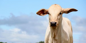 Governo atende CNA e elimina imposto de exportação do couro