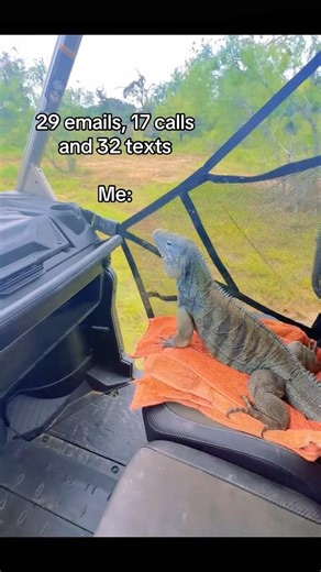 Priorities #pets #reptiles #iguana