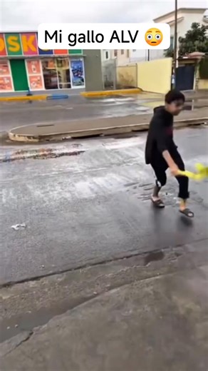 28K views · 1.7K reactions | El sucesor de Alfredo | Elavfenix | Facebook