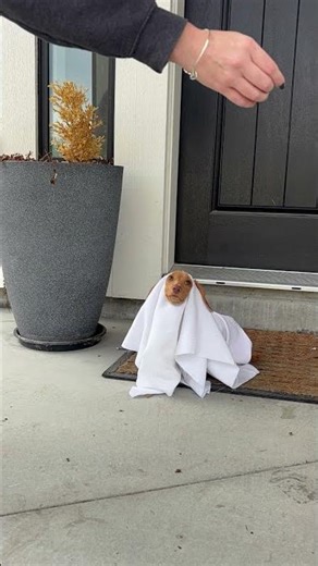 When the Spirit of Customer Service Beats us to the Job 👻