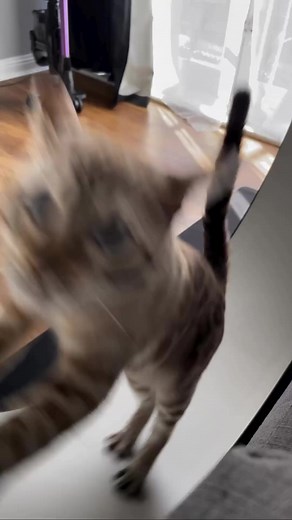 These purr-fectly clumsy bloopers prove that even cats have their off days! 😹🐾 🎥 @ghost_thebengal #onefastcat #catwheel #catsofinstagram #catexercisewheel #catfitness #cathealth #bengalcat #catzoomies #cats | One Fast Cat