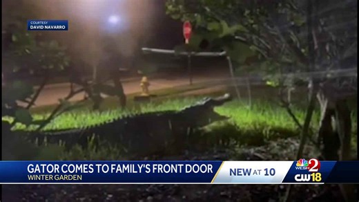 Neighbors concerned after seeing large alligator in Winter Garden