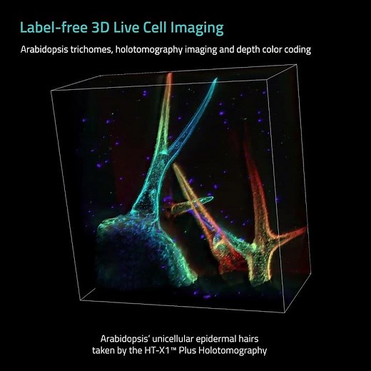 Exploring Arabidopsis Trichomes in 3D: Depth Color-Coded, Label-Free Imaging