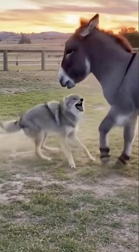 Ferocious Donkey And Coyote Fight