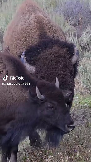 Captivating Wildlife Moments at Yellowstone National Park