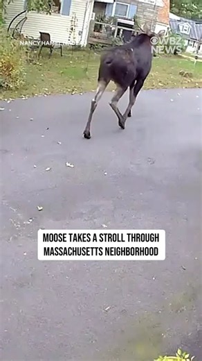 Moose takes a stroll through Massachusetts neighborhood