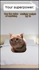 Follow For More !!! . . . . . #reels #fyp #cat #meme #car #catmeme #true #real #meaw #funnyvideos #fun #funny #meme #catmeme #memesdaily #daily #lol #orangecar #orangecats #humor #daily #fypシ #fypage #instagram #haha | CAT—Meme