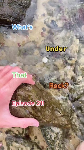 Exploring Unique Treasures Under the Rock | Nautilus Shell, Shark Vertebrae, and DNA Coral