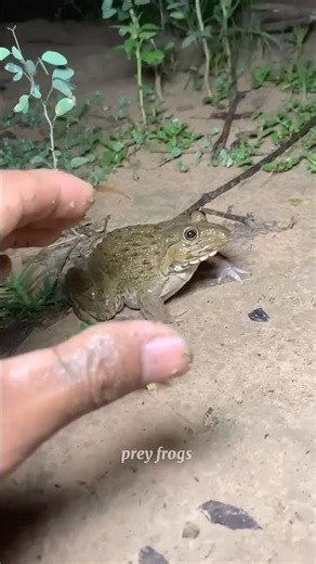 Boing catch frogs funny | froggy catch funny wep wep | funny froggy #shorts #ay_agency_as