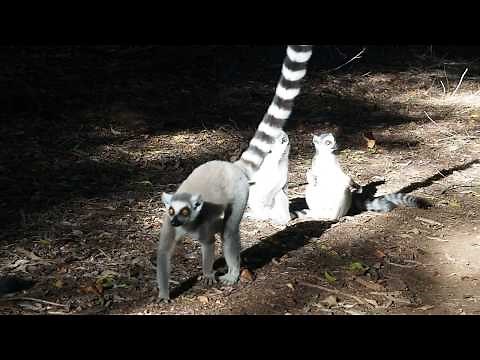 Ring-tail lemurs on file - it's mating season!
