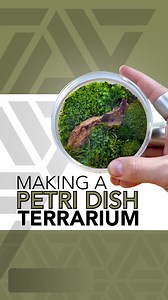 Listen. The interwebs disagrees with what to call different types of moss. I’m just doing my best to identify the varieties I collect while out foraging on hikes 💚 #tutorial #plants #terrarium #moss #howto #diy #portland | Johnathon Q Swanson