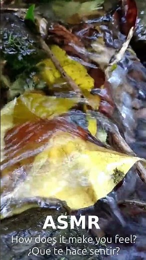 ​Forest Stream Leaves ASMR 🌿 Calming Water Sounds