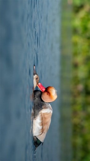 Lens pointed to the wild, heart connected to nature💝🌿 Nikon D7500 With Nikkor 200-500mm #riyajul_wildlife #riyajul_photography #reelkarofeelkaro #reelitfeelit #birdphotography #birdwatching #wildlifephotographer #wildlifephotography #birds #birdslover | Riyajul Islam