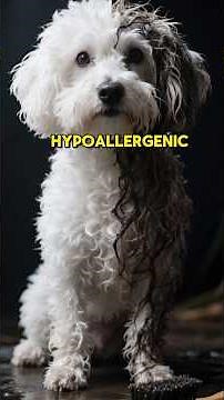 BICHON FRISE Explained by AI ✨ PROS & CONS! GOOD DOG 101 Training Facts #barking #grooming #puppies