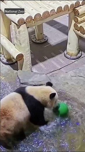 DC pandas Bao Li and Qing Bao playing in their new home at the National Zoo | NBC4 Washington