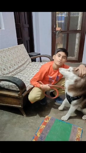 #petlovers #haski #haskydog #siberianhusky | Akash Kumar Singh