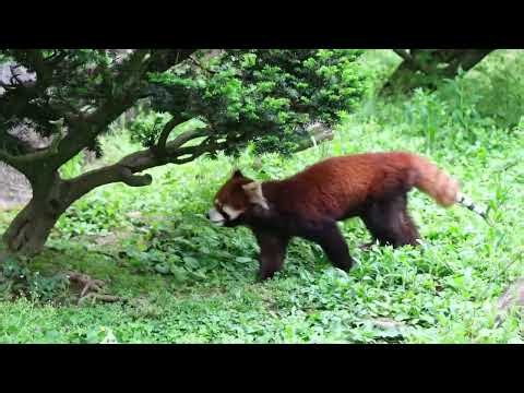 レッドパンダ 202504 多摩 8