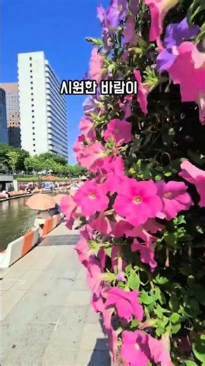 Egrets in front of the Cheonggyecheon waterfall, summer scenery #Cheonggyecheon #shorts