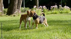 Basenji dog and beagle playing on a green grass in a summer park. 4K