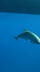 4K views · 42 reactions | Our 3 favorite things ➡️ Offshore fishing, @plantationboat & @invincibleboats We can’t wait to launch our new season … new boat drop coming next #plantationboatmart #invincibleboats #fish #fishing #boat #boating #intothebluetv | Into the Blue | Facebook