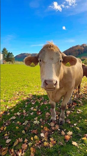 The Happy Life of Swiss Cows 🇨🇭