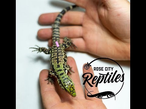 Handling Your Baby Tegu!