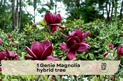 1 Genie Magnolia Hybrid Tree - Etsy