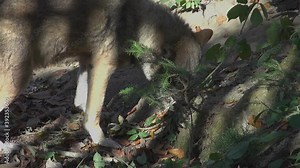 Wolves in autumn, the behavior of isolated wolves in the forest, videos filmed with video denoiser
