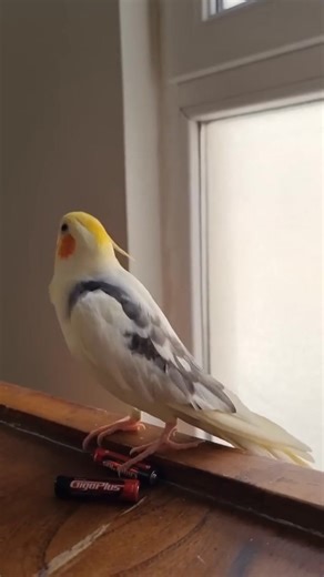 Mocki the Cockatiel Sings the Famous 'Cookie Cookie' Song! #bird #birds #cockatiel #parrot #reels | Buzz Motion Hub