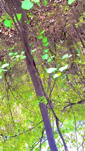 Most Beautiful Pashto Wedding Moment 💍 | Bride Entry. #PashtoWedding