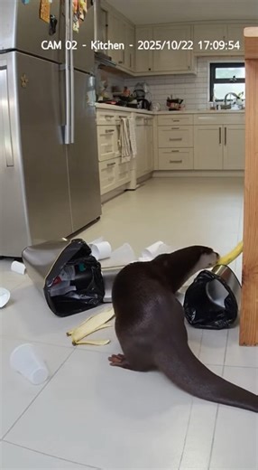 1.9K views · 17 reactions | Warning: may cause uncontrollable laughter | Animal | Facebook