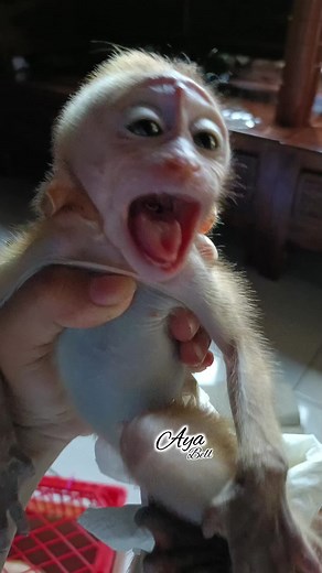 Video Monyet Lucu: Kumpulan Aksi Menggemaskan