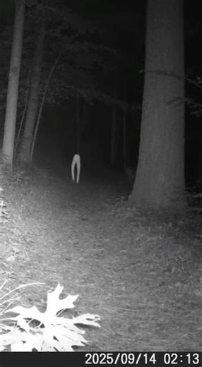 Fresno Nightcrawler Caught on Camera? Creepy Fresno Nightcrawler Footage in the Woods at Night