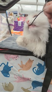 Lovely time going to the GCCF Supreme show! 😸 . . . #gatos #michis #kissa #pishi #pusa #kot #kit #chat #kedi #katze #gatto #katt #貓 #ネコ #고양이 #kucing #kotek #cats #cat #catlife #pets #catoftheday #sigrid The Governing Council of the Cat Fancy | Travis and Sigrid
