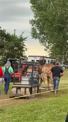 FULL PULL! Belgian draft horses