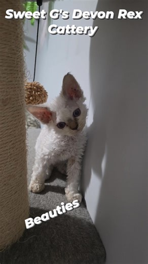 Sweet G's Devon Rex Cattery | Sweet G's Devon Rex Cattery