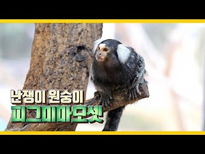 [집에서도 보고싶ZOO] ep5_2 세상에서 두 번째로 작은 원숭이 피그미 마모셋! / The world's second smallest monkey, Pygmy marmoset!