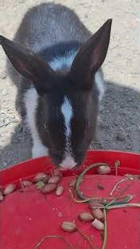 Rabbit eating peanut 🥜 | rabbit asmr | rabbit feeding time | ravi kamboz pet vlogs