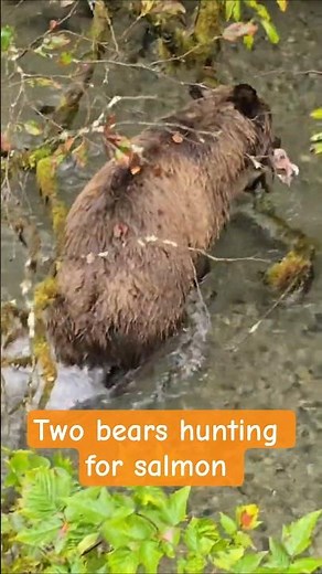 Grizzly Bears Eating Salmon | Salmon Run | Alaskan Wildlife