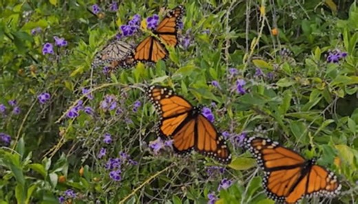 Monarch butterfly swarm delights visitors in Western Australia