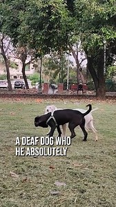 A tale of two tails 🐶 | David King