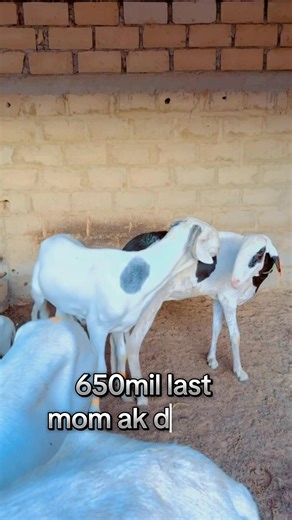 Exploring Senegalese Farming Techniques and Livestock Raising