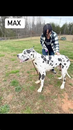 Max M is a gorgeous extra large Great Dane. He’s here for our board and train. It didn’t take him long to discover the magic of Dancing Creek Farm #maxmdcf #dancingcreekfarm #danvilleva #dogtraining #dogboarding #longtermdogboarding #greatdane #bigdogs #dognutrition #doglove #dogoftheday Dancing Creek Farm | Dancing Creek Farm | Facebook