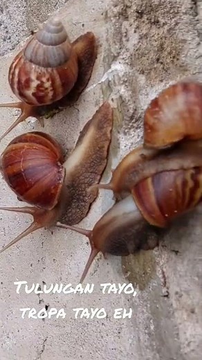 How do snails find a mate?
